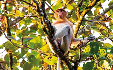 A proboscis monkey sitting on a tree branch, surrounded by leaves